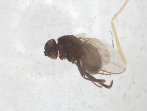  ( - CBG-B22035-A03)  @11 [ ] CreativeCommons - Attribution Share - Alike (2025) Centre for Biodiversity Genomics Centre for Biodiversity Genomics