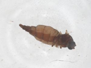  ( - CBG-B22035-A11)  @11 [ ] CreativeCommons - Attribution Share - Alike (2025) Centre for Biodiversity Genomics Centre for Biodiversity Genomics