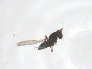  ( - CBG-B22035-H06)  @11 [ ] CreativeCommons - Attribution Share - Alike (2025) Centre for Biodiversity Genomics Centre for Biodiversity Genomics