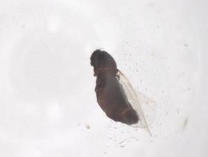  ( - CBG-B22036-A09)  @11 [ ] CreativeCommons - Attribution Share - Alike (2025) Centre for Biodiversity Genomics Centre for Biodiversity Genomics