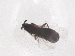  ( - CBG-B22036-A11)  @11 [ ] CreativeCommons - Attribution Share - Alike (2025) Centre for Biodiversity Genomics Centre for Biodiversity Genomics