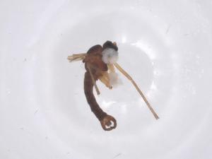  ( - CBG-B22037-E09)  @11 [ ] CreativeCommons - Attribution Share - Alike (2025) Centre for Biodiversity Genomics Centre for Biodiversity Genomics