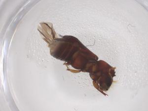  ( - CBG-B22084-C10)  @11 [ ] CreativeCommons - Attribution Share - Alike (2025) Centre for Biodiversity Genomics Centre for Biodiversity Genomics