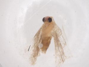  ( - CBG-B22084-F08)  @11 [ ] CreativeCommons - Attribution Share - Alike (2025) Centre for Biodiversity Genomics Centre for Biodiversity Genomics