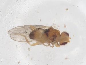  ( - CBG-B22086-G07)  @11 [ ] CreativeCommons - Attribution Share - Alike (2025) Centre for Biodiversity Genomics Centre for Biodiversity Genomics