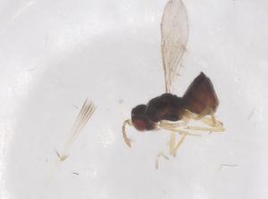  ( - CBG-B22087-E06)  @11 [ ] CreativeCommons - Attribution Share - Alike (2025) Centre for Biodiversity Genomics Centre for Biodiversity Genomics