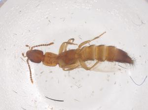  ( - CBG-B22087-G04)  @11 [ ] CreativeCommons - Attribution Share - Alike (2025) Centre for Biodiversity Genomics Centre for Biodiversity Genomics