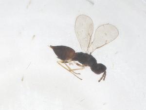  (Chrysura magrettii - CBG-B22089-A01)  @11 [ ] CreativeCommons - Attribution Share - Alike (2025) Centre for Biodiversity Genomics Centre for Biodiversity Genomics