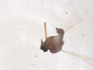  ( - CBG-B22090-A02)  @11 [ ] CreativeCommons - Attribution Share - Alike (2025) Centre for Biodiversity Genomics Centre for Biodiversity Genomics