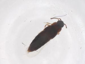  ( - CBG-B22090-A09)  @11 [ ] CreativeCommons - Attribution Share - Alike (2025) Centre for Biodiversity Genomics Centre for Biodiversity Genomics