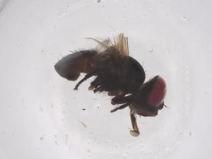  ( - CBG-B22090-D09)  @11 [ ] CreativeCommons - Attribution Share - Alike (2025) Centre for Biodiversity Genomics Centre for Biodiversity Genomics