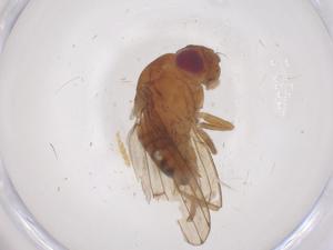  ( - CBG-B22090-D10)  @11 [ ] CreativeCommons - Attribution Share - Alike (2025) Centre for Biodiversity Genomics Centre for Biodiversity Genomics