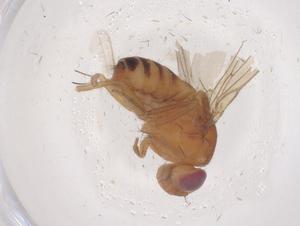  ( - CBG-B22090-F02)  @11 [ ] CreativeCommons - Attribution Share - Alike (2025) Centre for Biodiversity Genomics Centre for Biodiversity Genomics