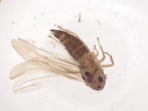  (Hauptidia - CBG-B22090-G01)  @11 [ ] CreativeCommons - Attribution Share - Alike (2025) Centre for Biodiversity Genomics Centre for Biodiversity Genomics