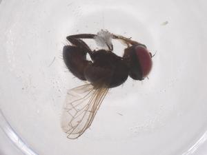  ( - CBG-B22090-G09)  @11 [ ] CreativeCommons - Attribution Share - Alike (2025) Centre for Biodiversity Genomics Centre for Biodiversity Genomics