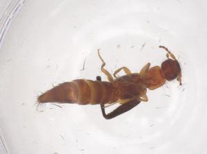  ( - CBG-B22090-H05)  @11 [ ] CreativeCommons - Attribution Share - Alike (2025) Centre for Biodiversity Genomics Centre for Biodiversity Genomics