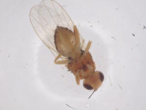  ( - CBG-B22091-B09)  @11 [ ] CreativeCommons - Attribution Share - Alike (2025) Centre for Biodiversity Genomics Centre for Biodiversity Genomics