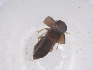  ( - CBG-B22091-C04)  @11 [ ] CreativeCommons - Attribution Share - Alike (2025) Centre for Biodiversity Genomics Centre for Biodiversity Genomics