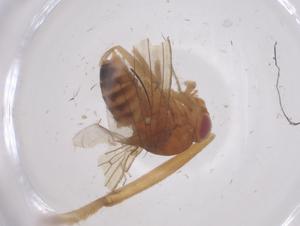  ( - CBG-B22091-E03)  @11 [ ] CreativeCommons - Attribution Share - Alike (2025) Centre for Biodiversity Genomics Centre for Biodiversity Genomics