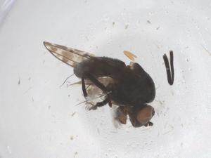  ( - CBG-B22092-F11)  @11 [ ] CreativeCommons - Attribution Share - Alike (2025) Centre for Biodiversity Genomics Centre for Biodiversity Genomics