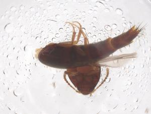  ( - CBG-B22093-C01)  @11 [ ] CreativeCommons - Attribution Share - Alike (2025) Centre for Biodiversity Genomics Centre for Biodiversity Genomics