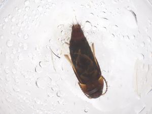  ( - CBG-B22093-D01)  @11 [ ] CreativeCommons - Attribution Share - Alike (2025) Centre for Biodiversity Genomics Centre for Biodiversity Genomics