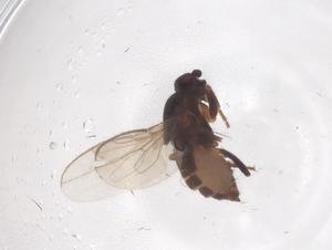  ( - CBG-B22093-H10)  @11 [ ] CreativeCommons - Attribution Share - Alike (2025) Centre for Biodiversity Genomics Centre for Biodiversity Genomics