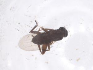  ( - CBG-B22105-H05)  @11 [ ] CreativeCommons - Attribution Share - Alike (2025) Centre for Biodiversity Genomics Centre for Biodiversity Genomics