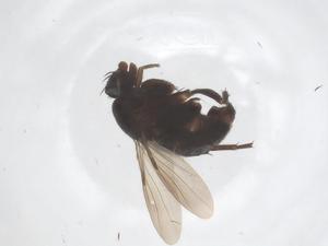  ( - CBG-B22106-E12)  @11 [ ] CreativeCommons - Attribution Share - Alike (2025) Centre for Biodiversity Genomics Centre for Biodiversity Genomics