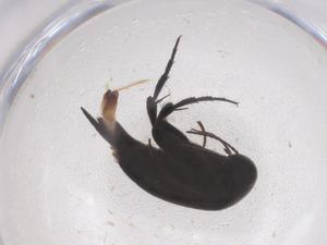  ( - CBG-B22107-D04)  @11 [ ] CreativeCommons - Attribution Share - Alike (2025) Centre for Biodiversity Genomics Centre for Biodiversity Genomics