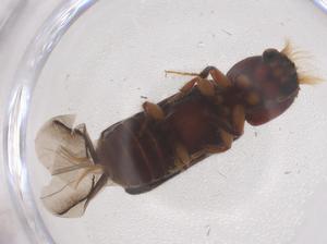  ( - CBG-B22107-F03)  @11 [ ] CreativeCommons - Attribution Share - Alike (2025) Centre for Biodiversity Genomics Centre for Biodiversity Genomics