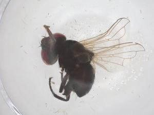  ( - CBG-B22514-F03)  @11 [ ] CreativeCommons - Attribution Share - Alike (2025) Centre for Biodiversity Genomics Centre for Biodiversity Genomics