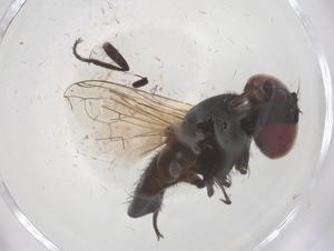  ( - CBG-B22514-G02)  @11 [ ] CreativeCommons - Attribution Share - Alike (2025) Centre for Biodiversity Genomics Centre for Biodiversity Genomics