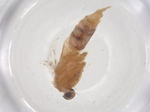  (Callima libanotica - CBG-B22514-G10)  @11 [ ] CreativeCommons - Attribution Share - Alike (2025) Centre for Biodiversity Genomics Centre for Biodiversity Genomics