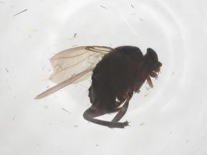  ( - CBG-B22514-H03)  @11 [ ] CreativeCommons - Attribution Share - Alike (2025) Centre for Biodiversity Genomics Centre for Biodiversity Genomics