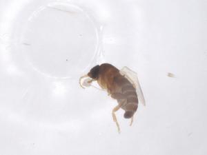  ( - CBG-B22532-A03)  @11 [ ] CreativeCommons - Attribution Share - Alike (2025) Centre for Biodiversity Genomics Centre for Biodiversity Genomics