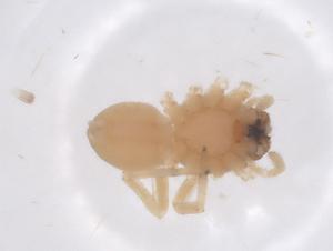  ( - CBG-B22532-D04)  @11 [ ] CreativeCommons - Attribution Share - Alike (2025) Centre for Biodiversity Genomics Centre for Biodiversity Genomics