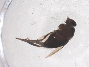  ( - CBG-B22533-D03)  @11 [ ] CreativeCommons - Attribution Share - Alike (2025) Centre for Biodiversity Genomics Centre for Biodiversity Genomics