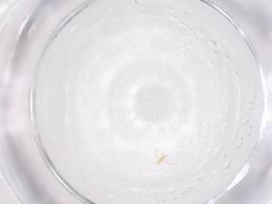  ( - CBG-B22533-D07)  @11 [ ] CreativeCommons - Attribution Share - Alike (2025) Centre for Biodiversity Genomics Centre for Biodiversity Genomics