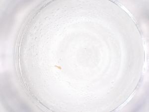  ( - CBG-B22533-H08)  @11 [ ] CreativeCommons - Attribution Share - Alike (2025) Centre for Biodiversity Genomics Centre for Biodiversity Genomics