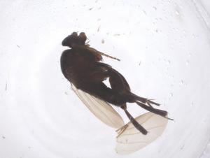  ( - CBG-B22534-C01)  @11 [ ] CreativeCommons - Attribution Share - Alike (2025) Centre for Biodiversity Genomics Centre for Biodiversity Genomics