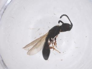  ( - CBG-B22534-D05)  @11 [ ] CreativeCommons - Attribution Share - Alike (2025) Centre for Biodiversity Genomics Centre for Biodiversity Genomics