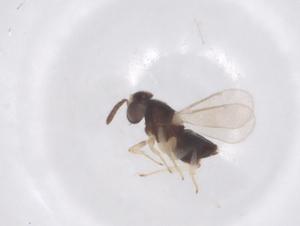  ( - CBG-B22535-D11)  @11 [ ] CreativeCommons - Attribution Share - Alike (2025) Centre for Biodiversity Genomics Centre for Biodiversity Genomics