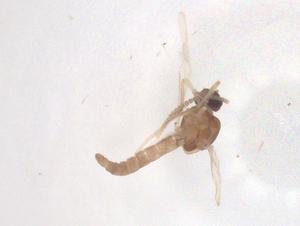  ( - CBG-B22537-G02)  @11 [ ] CreativeCommons - Attribution Share - Alike (2025) Centre for Biodiversity Genomics Centre for Biodiversity Genomics