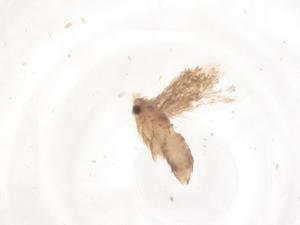  ( - CBG-B22537-H01)  @11 [ ] CreativeCommons - Attribution Share - Alike (2025) Centre for Biodiversity Genomics Centre for Biodiversity Genomics