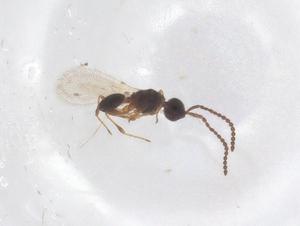  ( - CBG-B22538-E07)  @11 [ ] CreativeCommons - Attribution Share - Alike (2025) Centre for Biodiversity Genomics Centre for Biodiversity Genomics