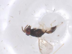  ( - CBG-B22543-E10)  @11 [ ] CreativeCommons - Attribution Share - Alike (2025) Centre for Biodiversity Genomics Centre for Biodiversity Genomics