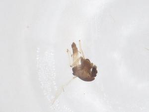  ( - CBG-B22558-C09)  @11 [ ] CreativeCommons - Attribution Share - Alike (2025) Centre for Biodiversity Genomics Centre for Biodiversity Genomics