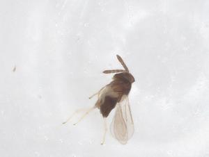  (Coccophagus japonicus - CBG-B22558-E09)  @11 [ ] CreativeCommons - Attribution Share - Alike (2025) Centre for Biodiversity Genomics Centre for Biodiversity Genomics