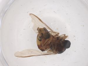  ( - CBG-B22562-A08)  @11 [ ] CreativeCommons - Attribution Share - Alike (2025) Centre for Biodiversity Genomics Centre for Biodiversity Genomics